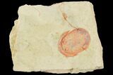 Red, Ordovician Asaphellus Trilobite - Morocco #120728-1